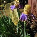 Bearded Irises - protection against early season bird attacks - chiffon bags  (3)